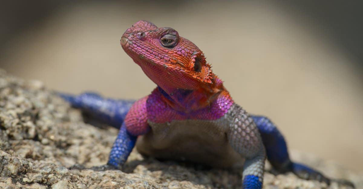 Agama Lizard