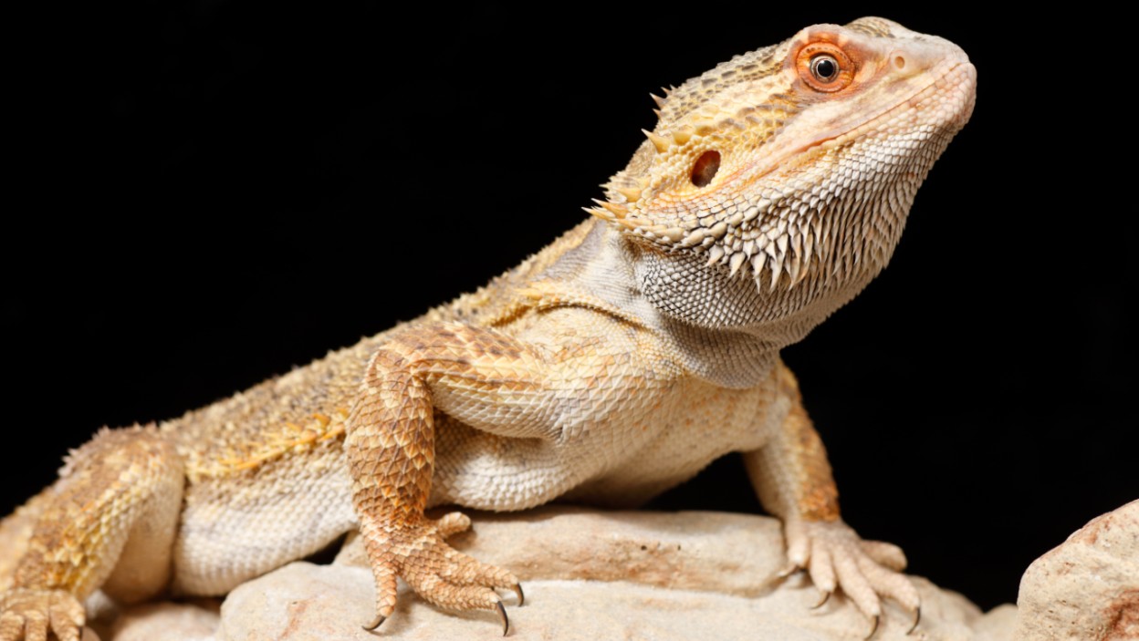 Agama Brodata